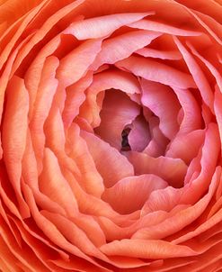 Amber Orange Persian Buttercup Flower