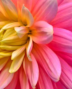 Pink And Yellow Dahlia Flower