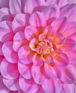 Pink Dahlia Flower