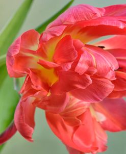 Red Parrot Tulip