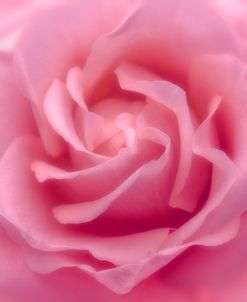 Rose Pink Rose