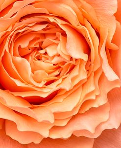 Orange Rose Close Up