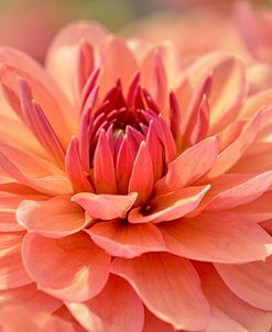 Peach Colored Dahlia Flower