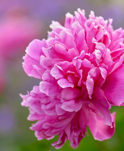 Peony Flower