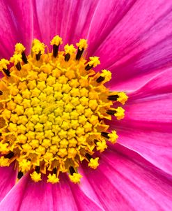 Pink And Yellow Cosmos Flower