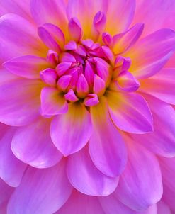 Violet-Pink Dahlia Flower