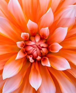 White Orange Dahlia Flower