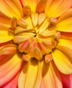 Yellow And Pink Dahlia Flower