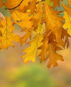 Autumn Oak Leaves