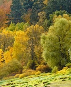 Autumn Trees