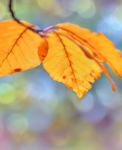 Beech Leaves