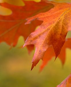 Autumn American Oak Leaves