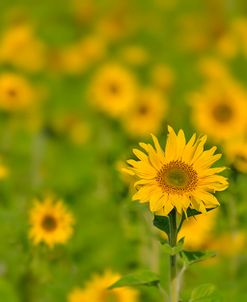 Sunflower Field