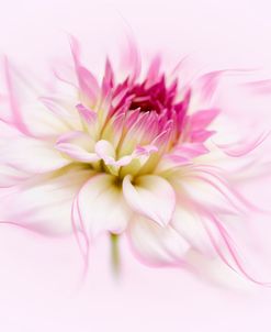 Dancing Flower Dahlia