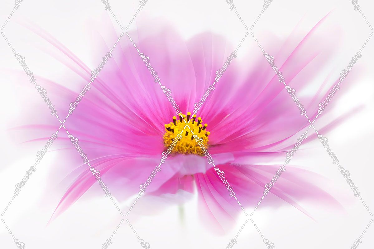 Dancing Flower Deep Pink Cosmos