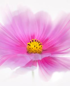 Dancing Flower Deep Pink Cosmos