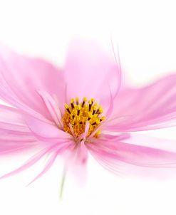 Dancing Flower Pink Cosmos