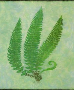 Fern Series Vintage II