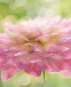 Dahlia in Backlight