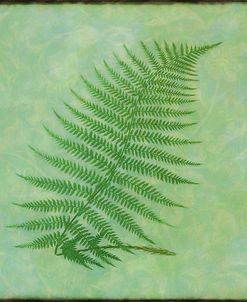 Fern Series Vintage III