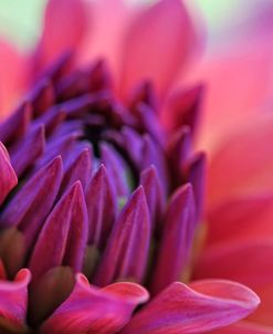 Dahlia Centre Pink Purple