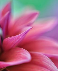 Dahlia Petals Pink Purple