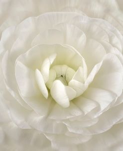 White Persian Buttercup Flower