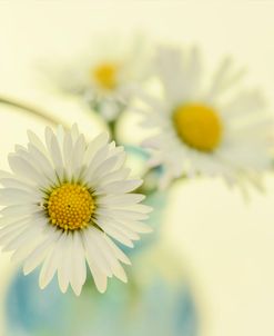 Nostalgic Daisies  Still Life