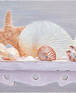 Sea Shell Still Life