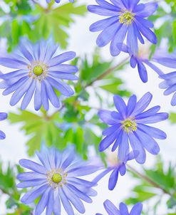 Anemone Blue