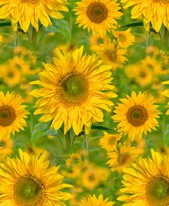 Sunflower Field