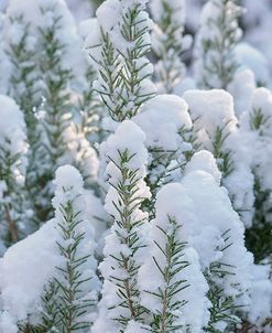 Snow on Rosemary