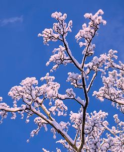 Snowy Tree Branches