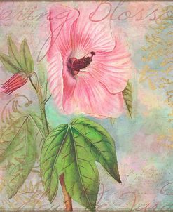 Hollyhock