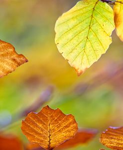 Autumn Leaves Beech