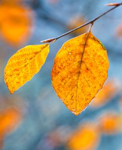 Copper Beech Leaves