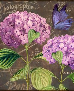 Purple Hydrangea