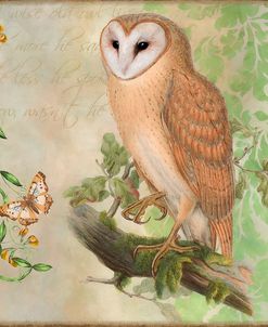 Barn Owl