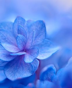 Blue Hydrangea Close Up