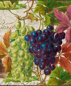 Vintage Fruits III Grapes