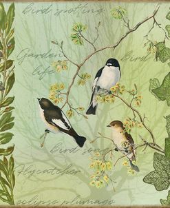 Tree birds II Flycatchers