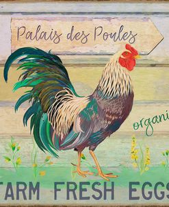 Egg Farm Rooster