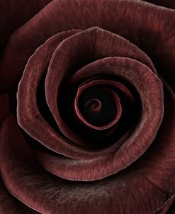 Dark Rose