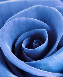 Denim Blue Rose