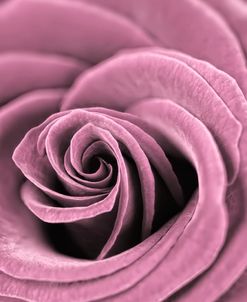 Dusty Pink Rose