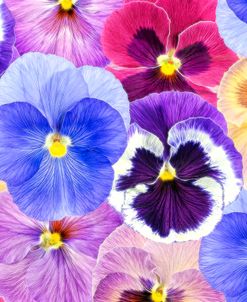 Pansy Passion II