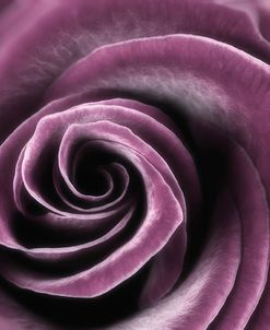 Royal Purple Rose