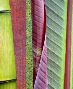 Green and Red Leaf Collage