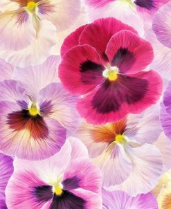 Pansy Passion I