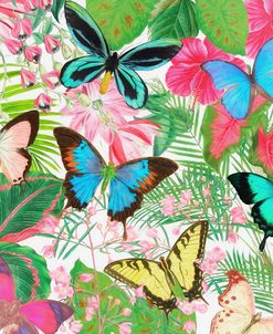 Tropical Butterflies